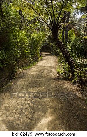 Stock Photo - Dirt path in rural forest. Fotosearch