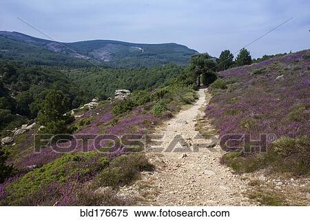 Dirt path on rural hillside View Large Photo Image Stock Photography - Dirt path on rural hillside. Fotosearch