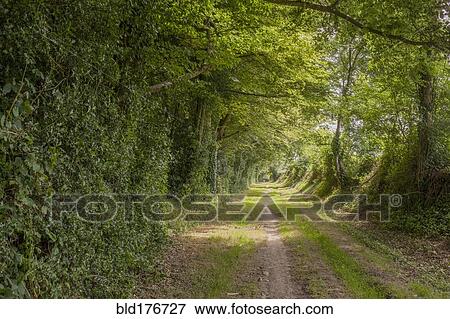 Stock Photo - Dirt road through trees in rural forest. Fotosearch