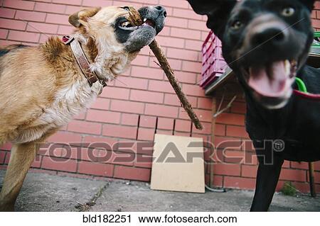Dogs playing with stick View Large Photo Image Stock Image - Dogs playing with stick. Fotosearch