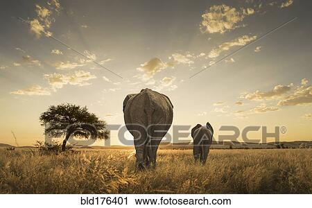 Stock Image - Elephant and calf grazing in savanna field. Fotosearch