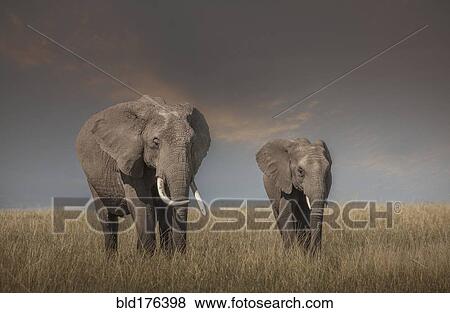 Elephant and calf grazing in savanna field View Large Photo Image Stock Photo - Elephant and calf grazing in savanna field. Fotosearch