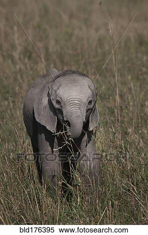 Elephant calf grazing in savanna field View Large Photo Image Stock Photography - Elephant calf grazing in savanna field. Fotosearch