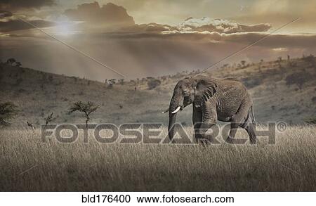 Stock Image - Elephant grazing in savanna field. Fotosearch