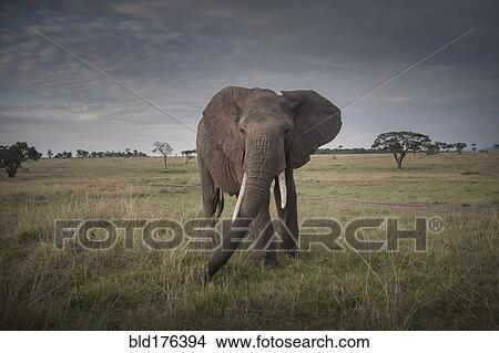 Picture - Elephant walking in savanna field. Fotosearch