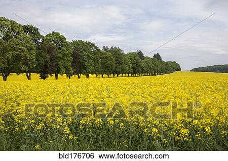 Field of flowers in rural landscape View Large Photo Image Stock Photograph - Field of flowers in rural landscape. Fotosearch