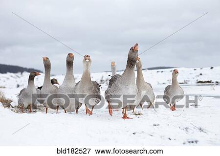 Flock of geese walking in snow View Large Photo Image Stock Photo - Flock of geese walking in snow. Fotosearch