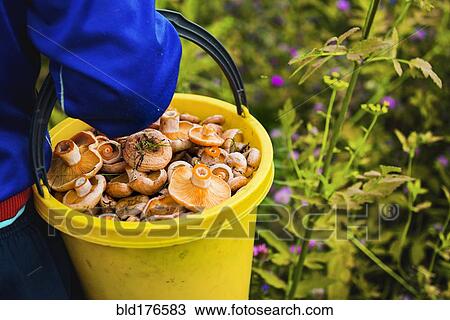 Stock Image - Gardener gathering mushrooms in bucket. Fotosearch