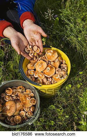 Gardener gathering mushrooms in bucket View Large Photo Image Stock Photograph - Gardener gathering mushrooms in bucket. Fotosearch