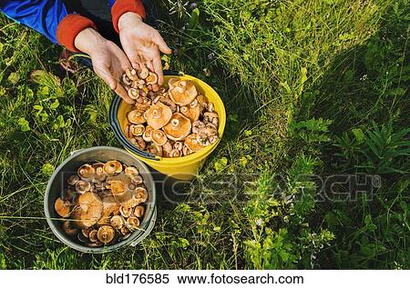 Stock Photography - Gardener gathering mushrooms in bucket. Fotosearch