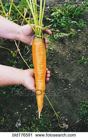 Stock Image - Gardener harvesting carrot in garden. Fotosearch