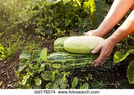 Picture - Gardener harvesting fruit in garden. Fotosearch