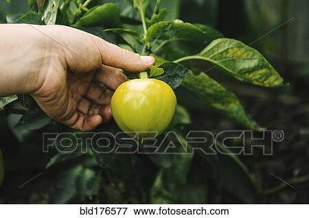 Stock Photo - Gardener harvesting fruit in garden. Fotosearch