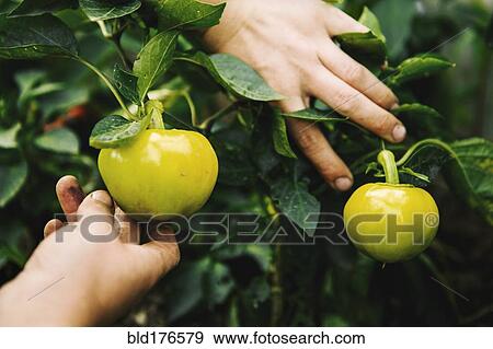 Gardener harvesting fruit in garden View Large Photo Image Stock Photo - Gardener harvesting fruit in garden. Fotosearch