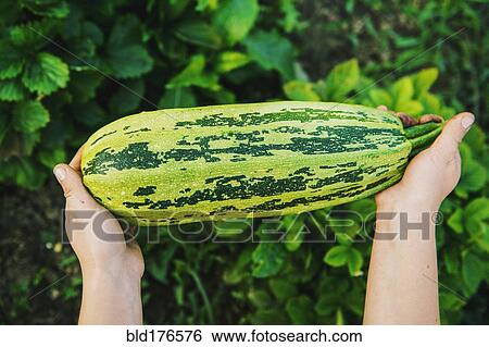 Stock Photograph - Gardener harvesting fruit in garden. Fotosearch
