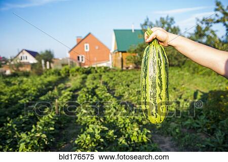 Stock Photography - Gardener harvesting fruit in garden. Fotosearch