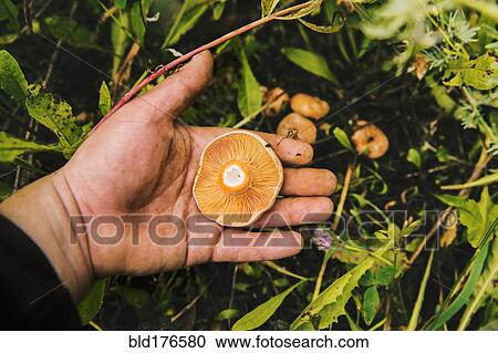 Gardener harvesting mushrooms in grass View Large Photo Image Stock Image - Gardener harvesting mushrooms in grass. Fotosearch