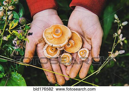 Gardener harvesting mushrooms in grass View Large Photo Image Stock Image - Gardener harvesting mushrooms in grass. Fotosearch
