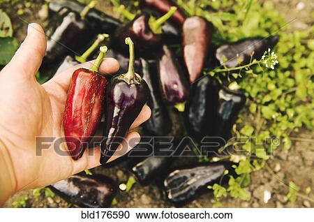 Stock Image - Gardener harvesting peppers in garden. Fotosearch