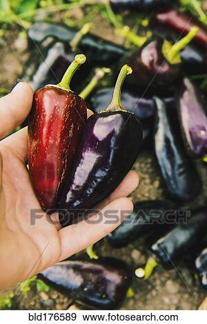 Stock Photo - Gardener harvesting peppers in garden. Fotosearch