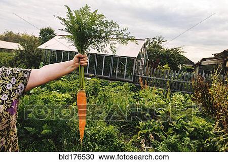 Stock Image - Gardener holding carrot in garden. Fotosearch