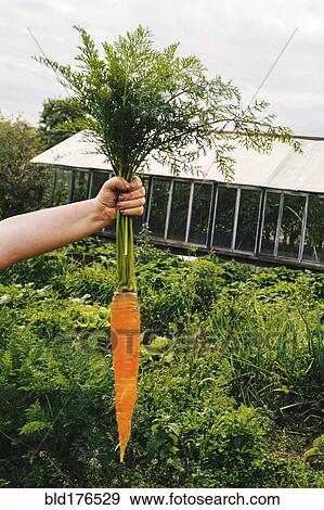 Gardener holding carrot in garden View Large Photo Image Stock Photo - Gardener holding carrot in garden. Fotosearch