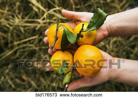 Gardener holding fruit in garden View Large Photo Image Stock Image - Gardener holding fruit in garden. Fotosearch