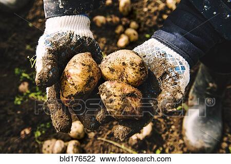 Stock Image - Gardener holding potatoes in dirt. Fotosearch
