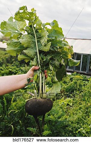 Stock Photo - Gardener holding rutabaga in garden. Fotosearch