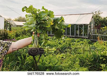 Stock Photo - Gardener holding rutabaga in garden. Fotosearch