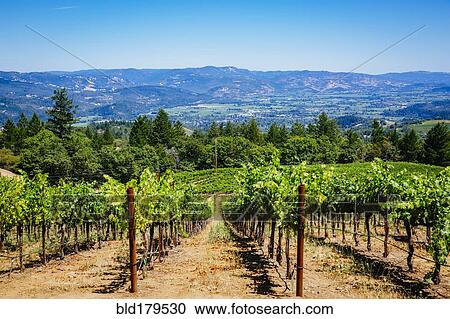 Grapes growing in rural vineyard View Large Photo Image Stock Image - Grapes growing in rural vineyard. Fotosearch