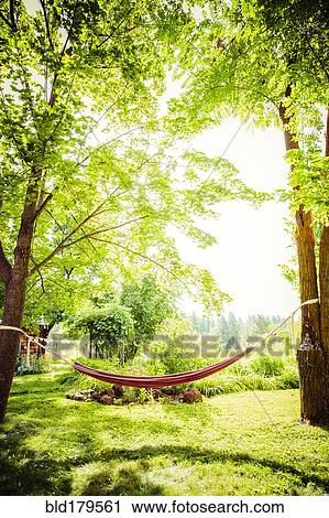 Hammock between trees in backyard View Large Photo Image Stock Image - Hammock between trees in backyard. Fotosearch