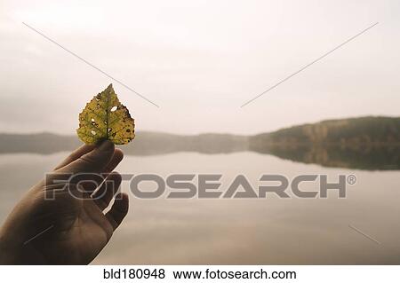 Stock Photo - Hand holding autumn leaf at remote lake. Fotosearch
