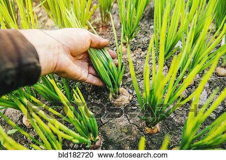 Stock Image - Hand picking vegetable in dirt. Fotosearch