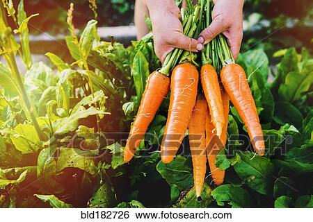 Stock Photograph - Hands holding carrots in garden. Fotosearch