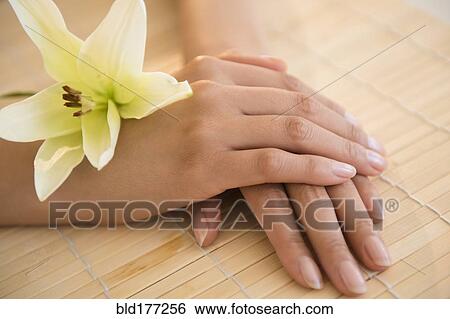 Hands of Hispanic woman with flower View Large Photo Image Stock Photograph - Hands of Hispanic woman with flower. Fotosearch