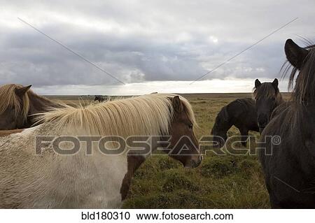 Herd of horses in rural field View Large Photo Image Stock Image - Herd of horses in rural field. Fotosearch