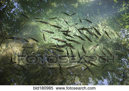 High angle view of fish swimming in pond View Large Photo Image Stock Photography - High angle view of fish swimming in pond. Fotosearch