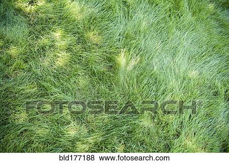 High angle view of green grass View Large Photo Image Stock Photo - High angle view of green grass. Fotosearch