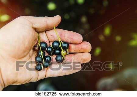 High angle view of hand holding blueberries View Large Photo Image Stock Photography - High angle view of hand holding blueberries. Fotosearch
