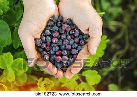 High angle view of hands holding blueberries View Large Photo Image Stock Image - High angle view of hands holding blueberries. Fotosearch