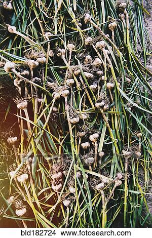 High angle view of pile of garlic shoots View Large Photo Image Picture - High angle view of pile of garlic shoots. Fotosearch