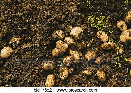 High angle view of potatoes growing in dirt View Large Photo Image Stock Image - High angle view of potatoes growing in dirt. Fotosearch