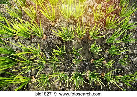 Stock Photo - High angle view of sprouting plants in dirt. Fotosearch