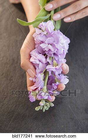 Hispanic woman holding flowers View Large Photo Image Stock Image - Hispanic woman holding flowers. Fotosearch
