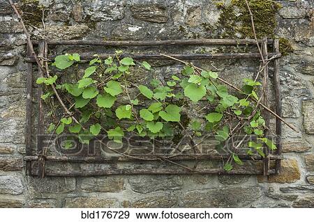 Stock Photo - Ivy growing from hole in stone wall. Fotosearch