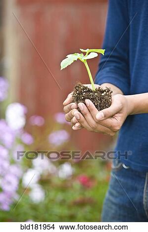 Picture - Japanese gardener holding potted plant outdoors. Fotosearch