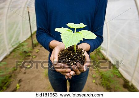 Stock Image - Japanese gardener holding potted plant in greenhouse. Fotosearch