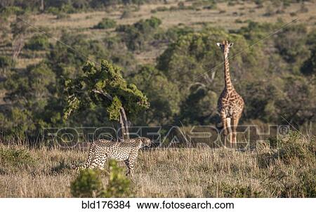 Leopard hunting giraffe in savanna field View Large Photo Image Picture - Leopard hunting giraffe in savanna field. Fotosearch