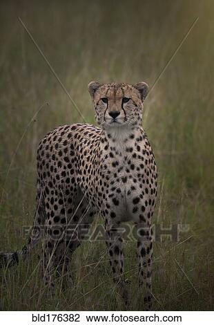 Leopard sniffing in grass View Large Photo Image Stock Image - Leopard sniffing in grass. Fotosearch